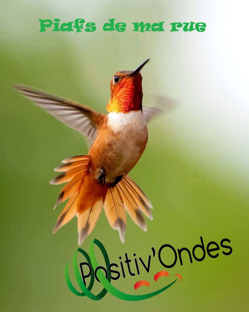 positiv'ondes piafs de ma rue