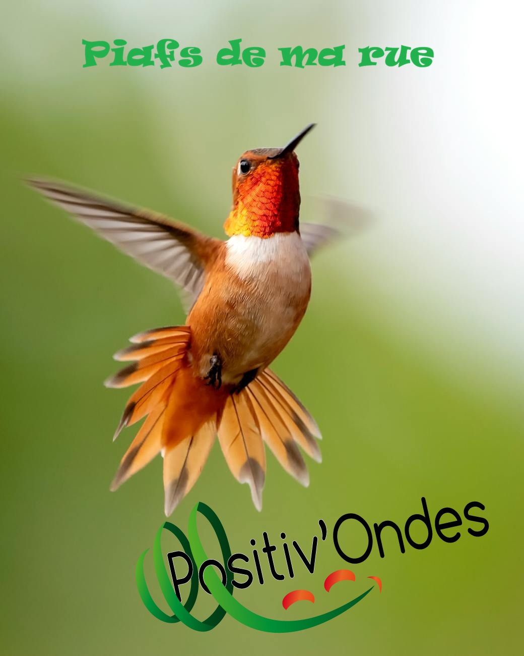 positiv'ondes piafs de ma rue